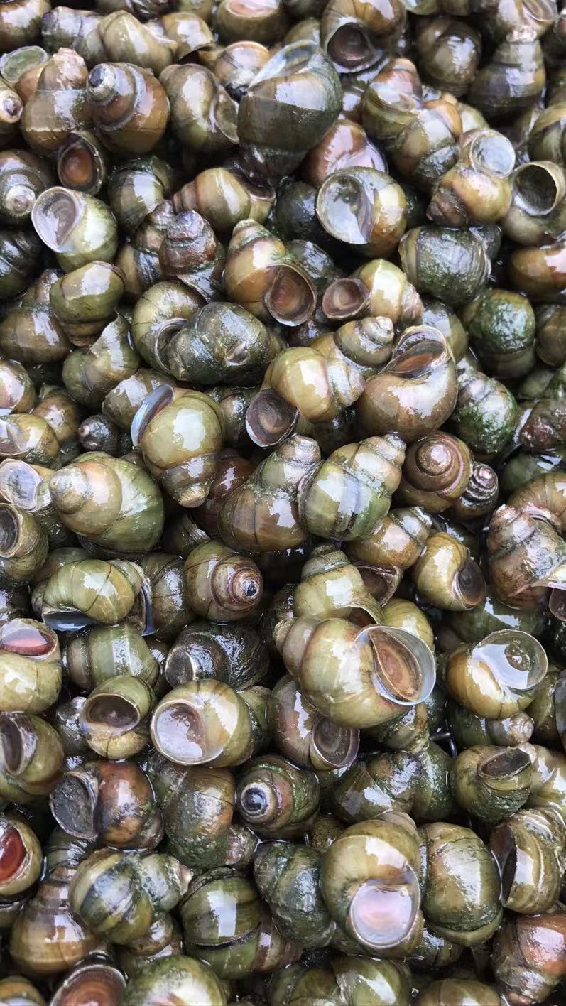  田螺.狮螺.饲料螺，大量供应，全国发货。