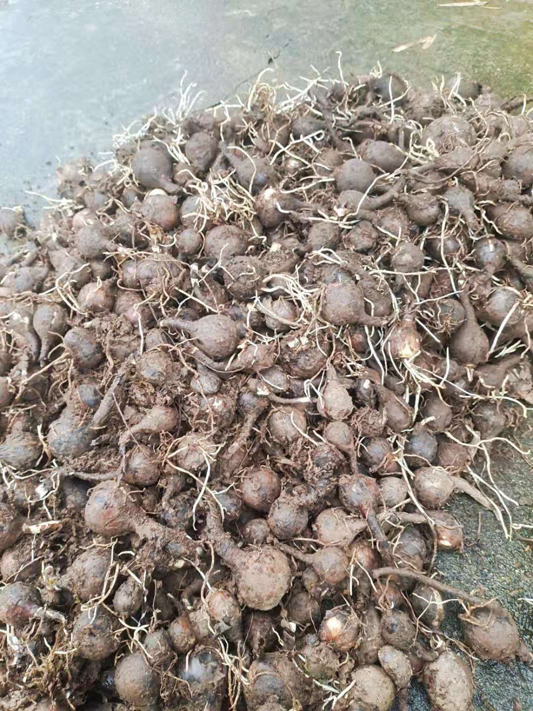 石蒜种子  石蒜  红花石蒜 黄花石蒜工程用苗庭院绿化量大从