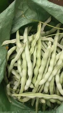 兴城市豆角优惠优惠