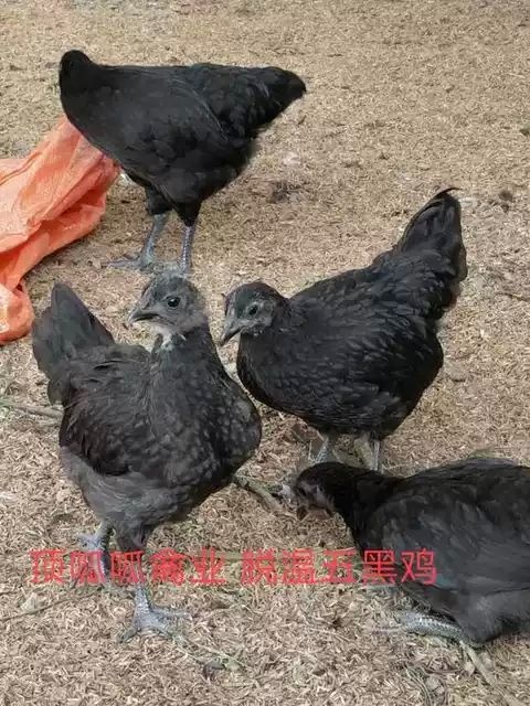 沭阳县五黑鸡半大五黑绿壳蛋鸡 快开产五黑绿壳蛋鸡 乌骨鸡江浙沪包邮