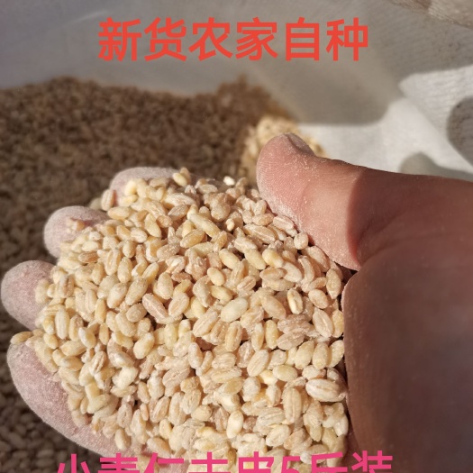 麦仁去皮麦子米新品