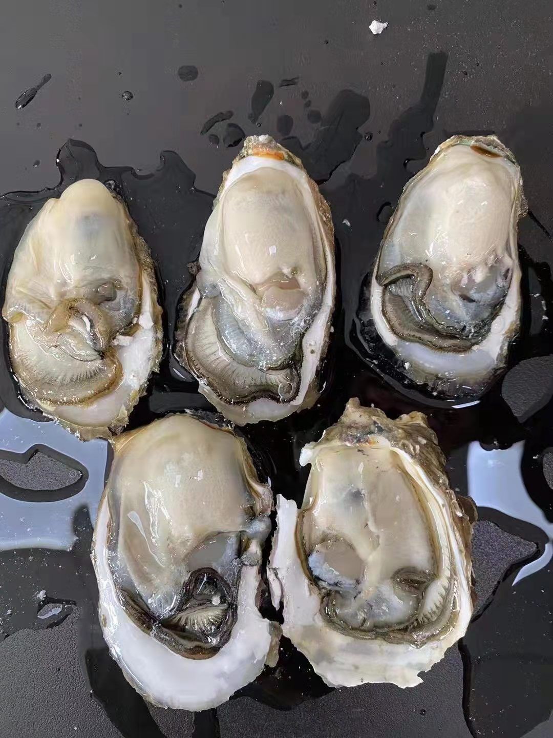 福建蚝，质优价廉的赚钱货