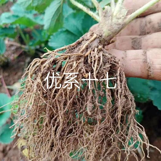 眉县优质草莓苗即将出苗预定中，沙质地育苗，土壤经过熏土处理，