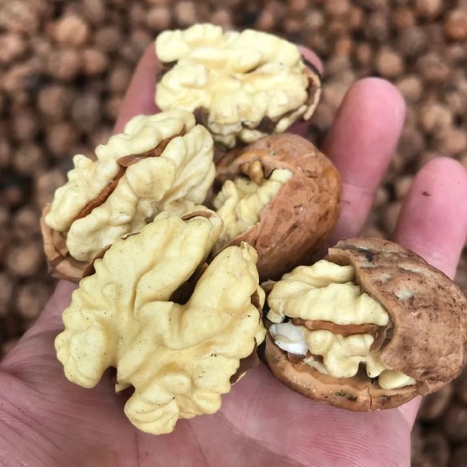 盐源县青皮核桃 鲜核桃 特香 大量现货