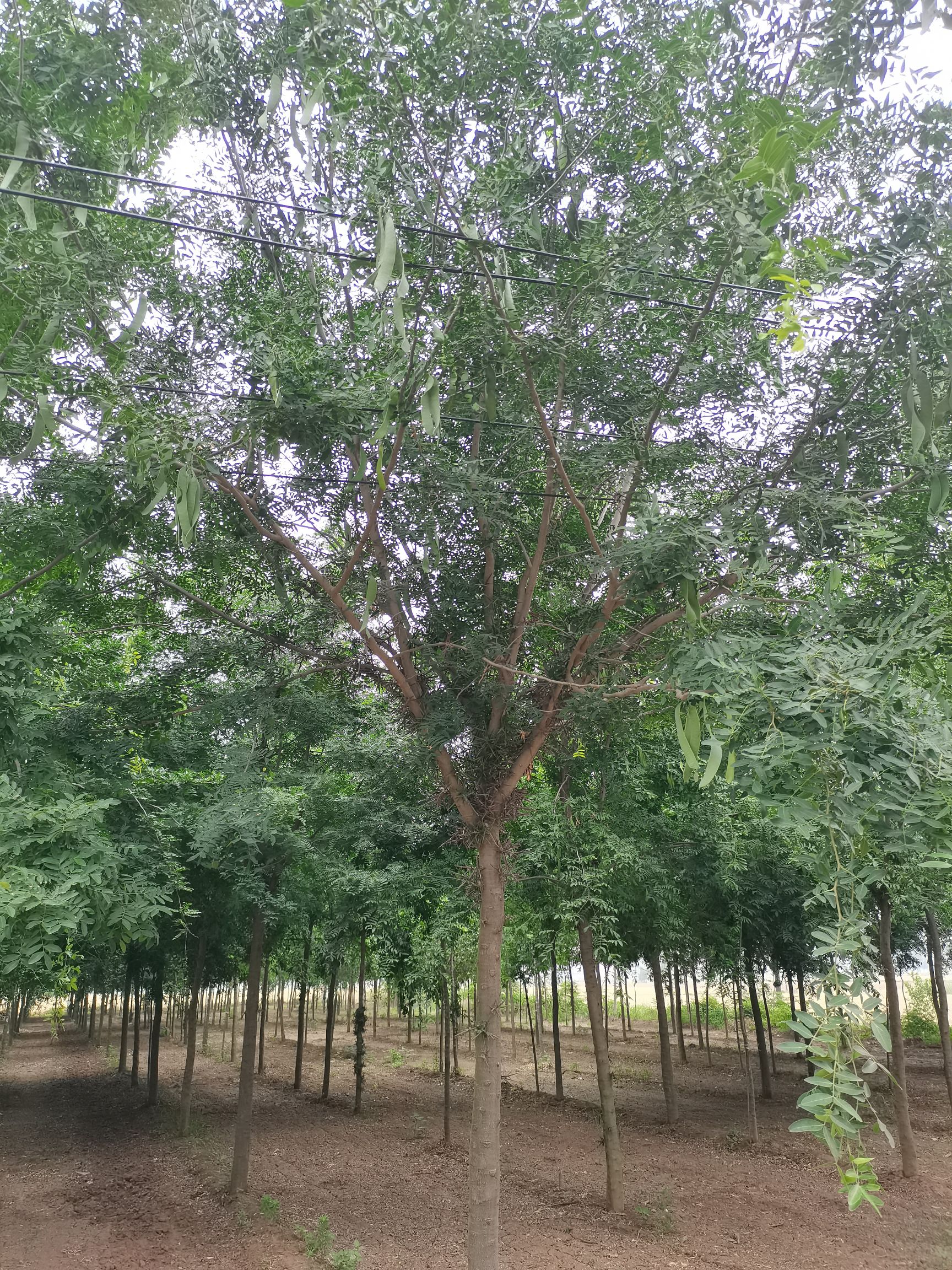 皂角树  大量供应12公分精品皂角