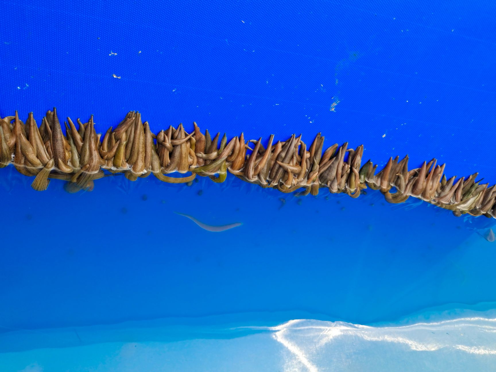 宽体金线蛭 出售青年苗 一斤290尾左右