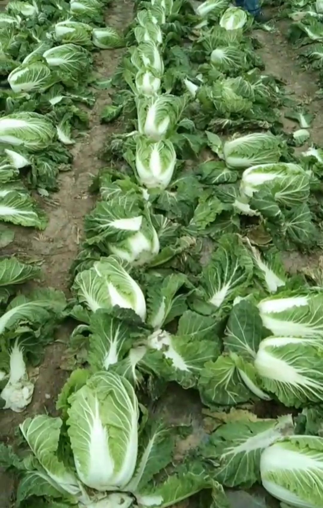 吉林黄心大白菜 大量上市