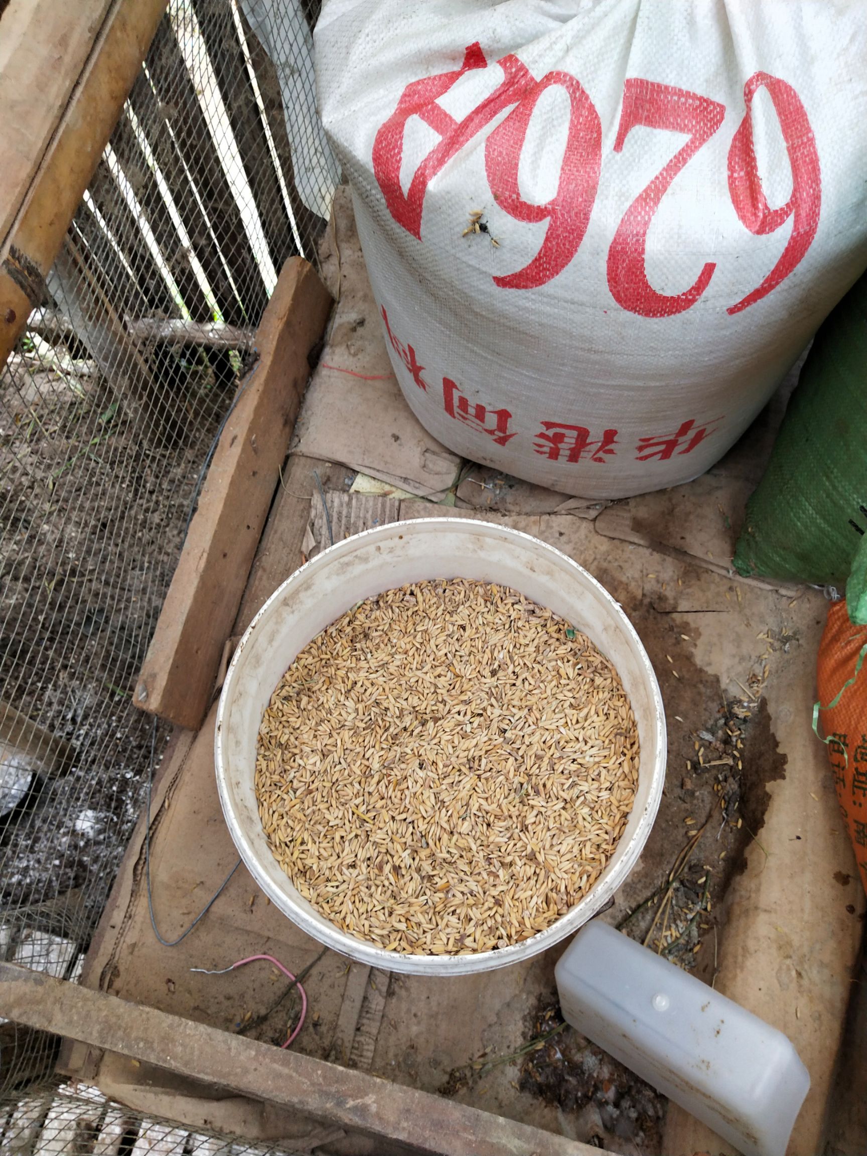 白鸽  长期出售农家散养鸽子