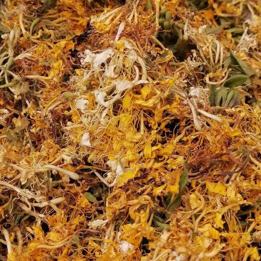 安龙县山银花  大花