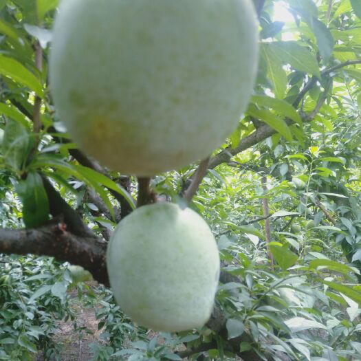 道县奈李