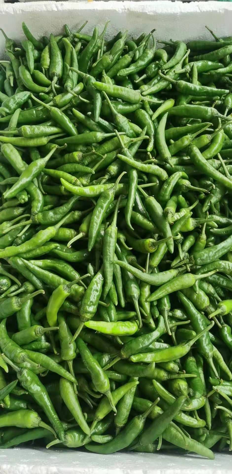  新苗樟树港辣椒