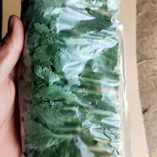 新沂市白菊花苗 