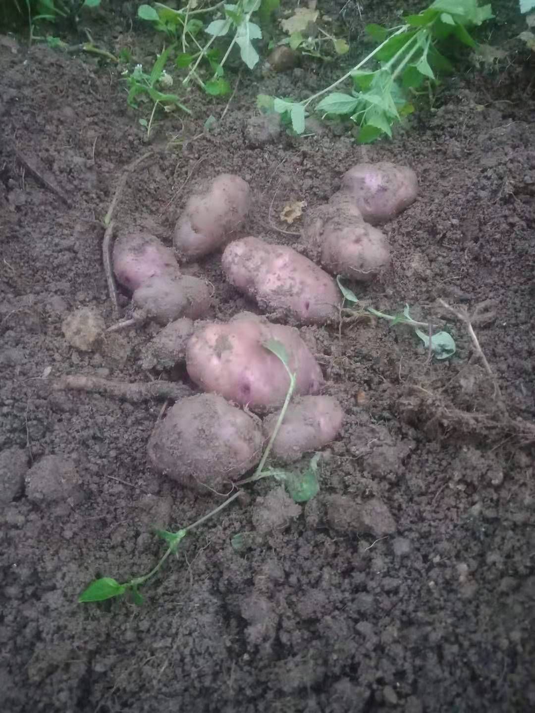 贵州高原转心乌土豆