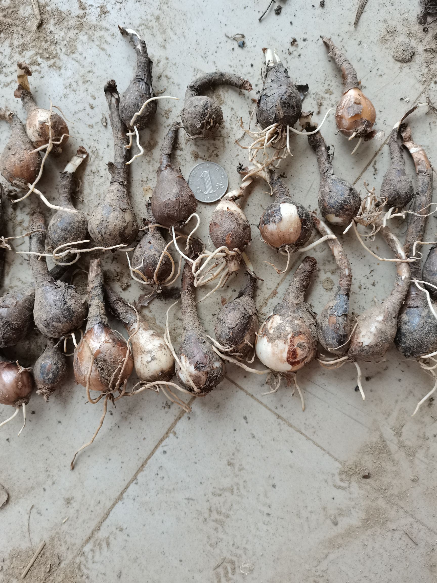 石蒜种子 石蒜 黄花石蒜红花石蒜基地直销量大从优