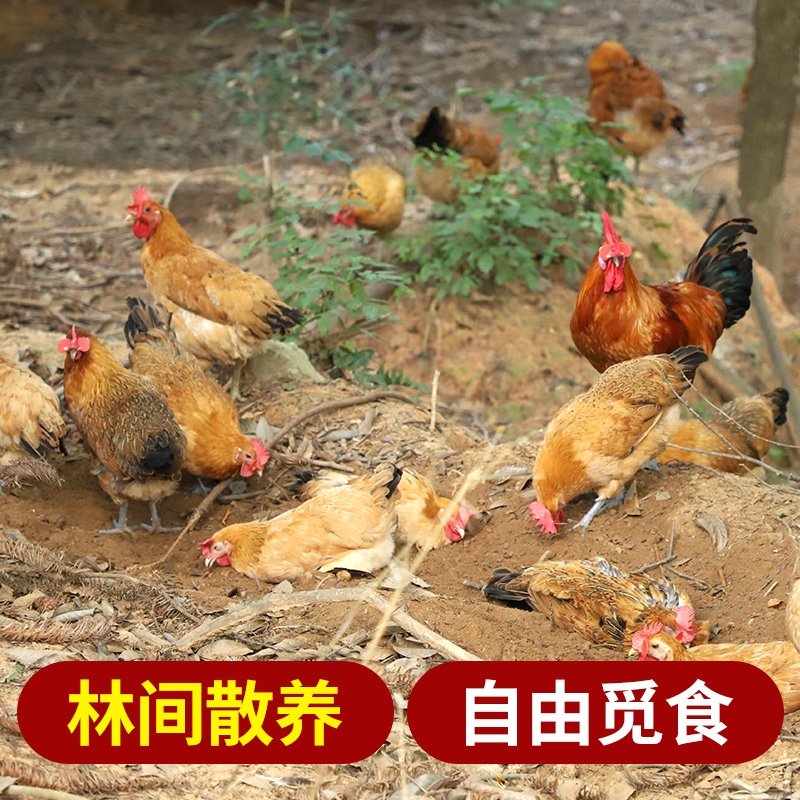  河南出售土公鸡土鸡大别山生态放养