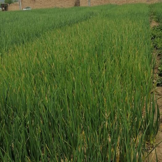 大通县白根蒜苗 80 - 90cm 