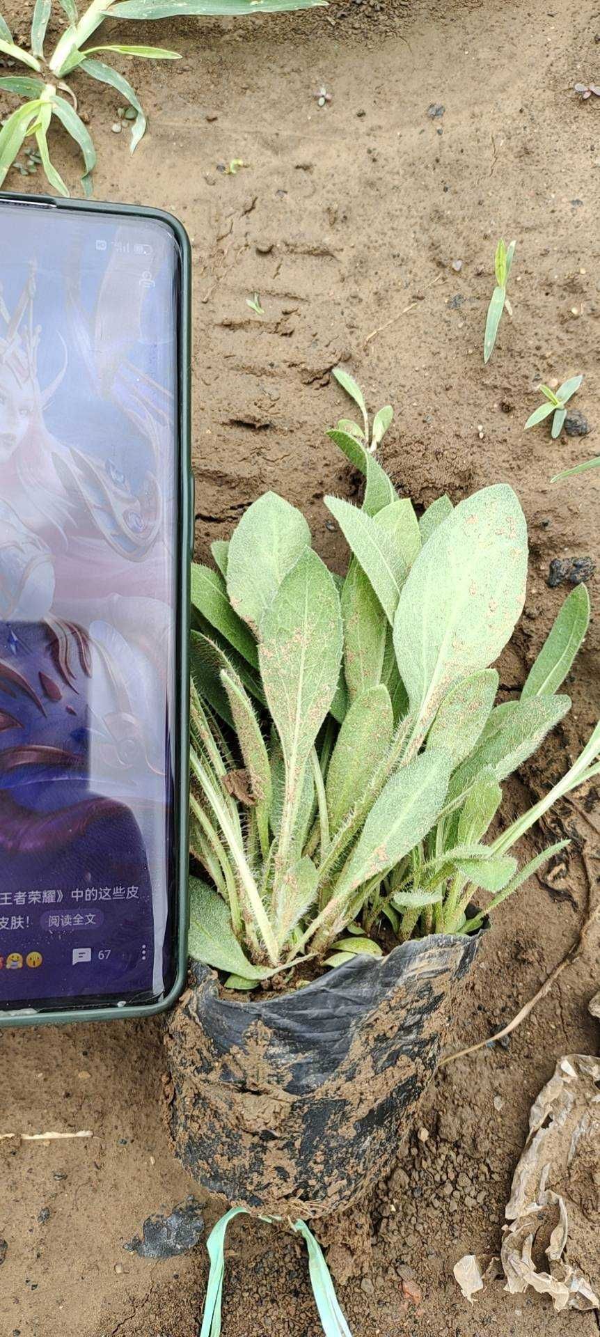 天人菊