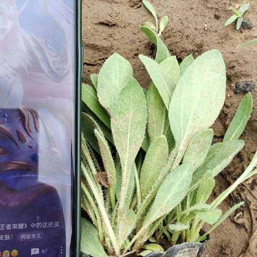 青州市天人菊