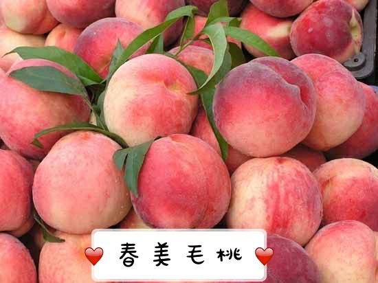 新品种中桃水玉早熟毛桃，60MM以上精选果