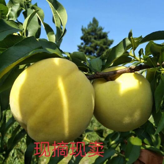 炎陵县 炎陵县高山锦绣黄桃