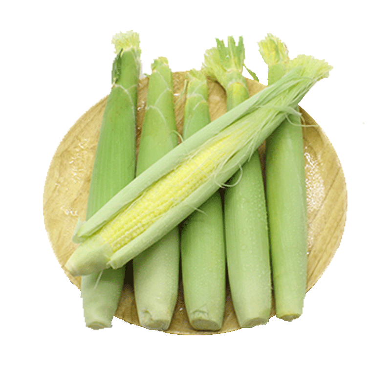 甜玉米  新鲜玉米笋，田地现采种植面积大，欢迎各位老板实地考察