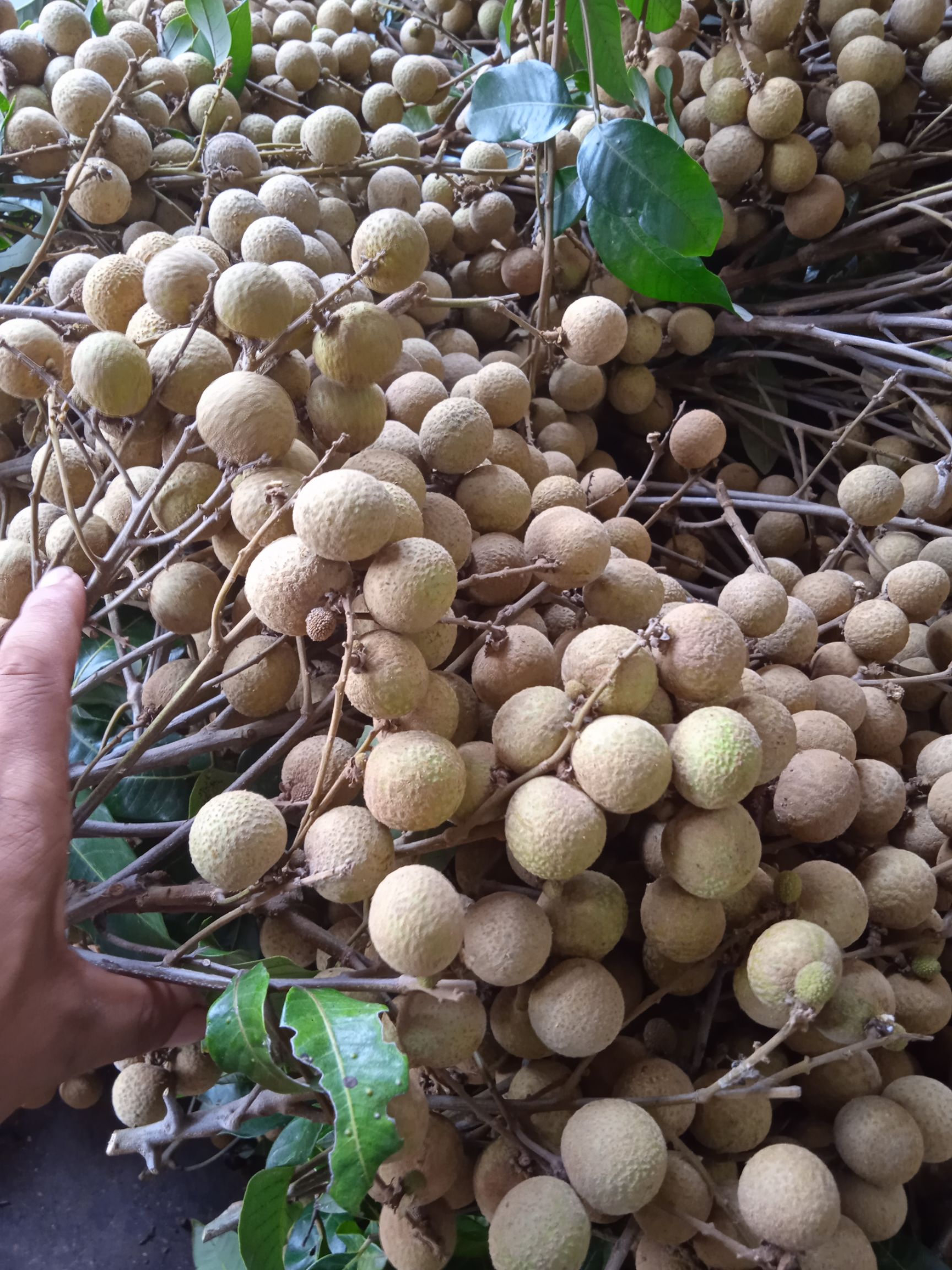 正中广东茂名电白龙眼