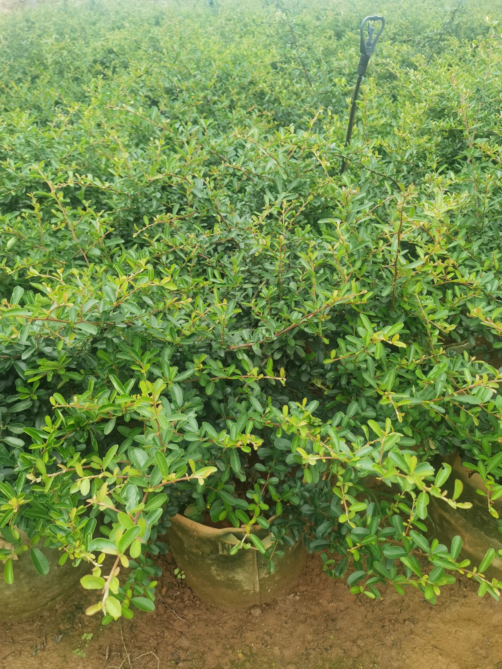 火棘盆栽 火棘球