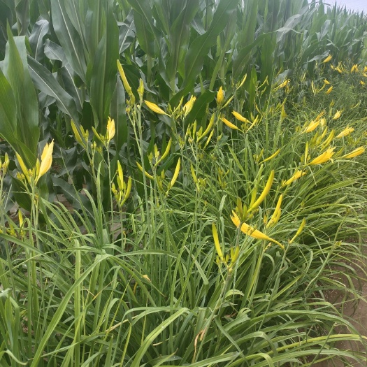 镇原县新鲜黄花菜 短期菜金，花粉香甜，有养颜，煲汤，凉拌，炒菜。