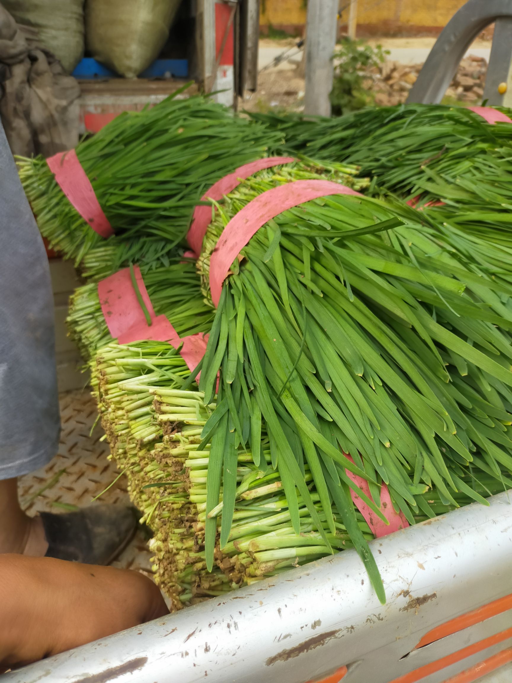 大叶韭菜  精品陆地万亩韭菜,量大质量好.