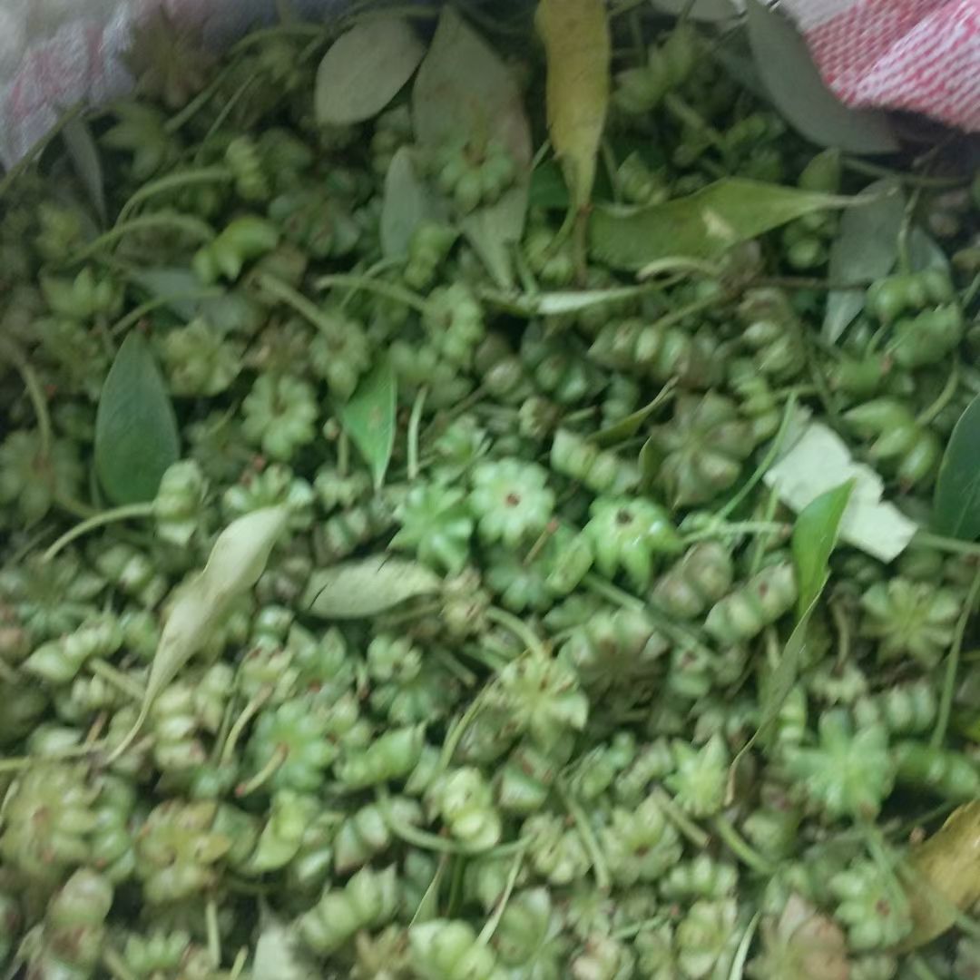 大红八角 八角