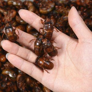  大量出售金蝉