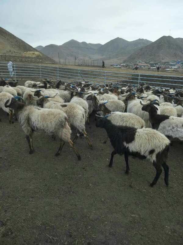 甘加羊  天然放养藏羊