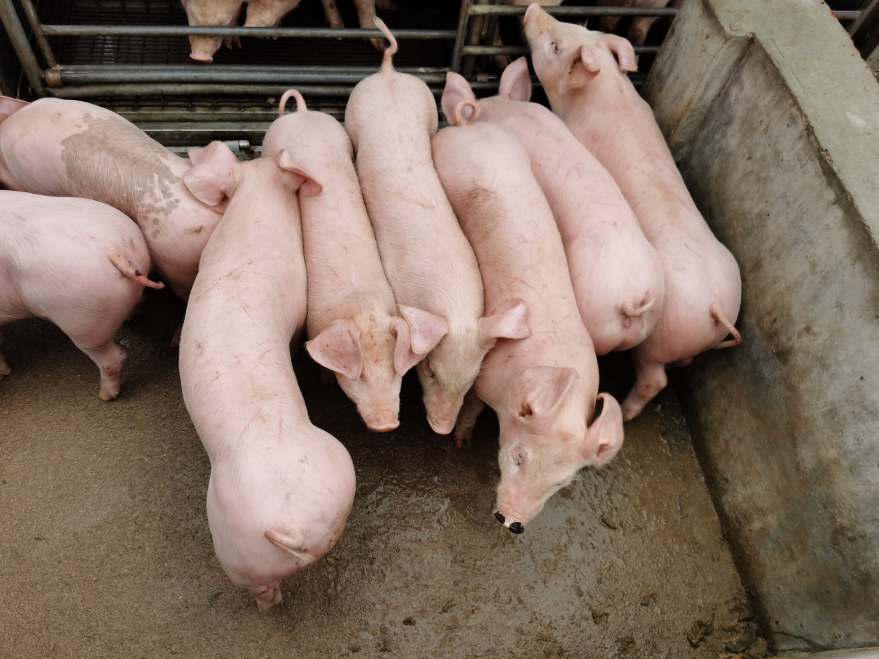 三元仔猪  供应山东优质仔猪，猪苗。小猪 长白仔猪  放养黑