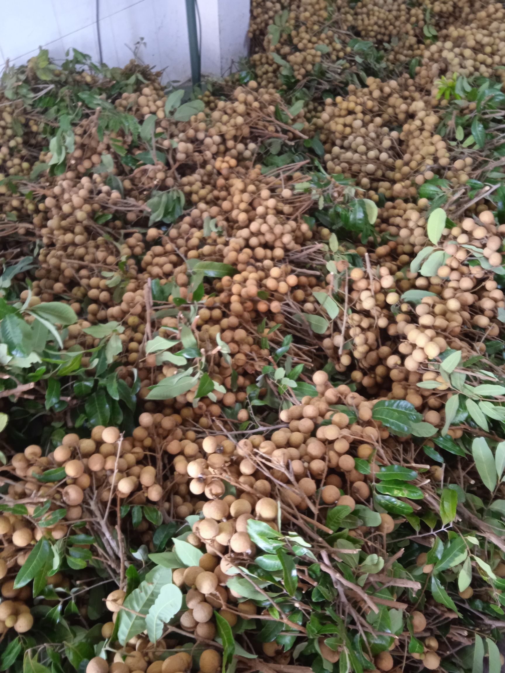 正中广东茂名电白龙眼