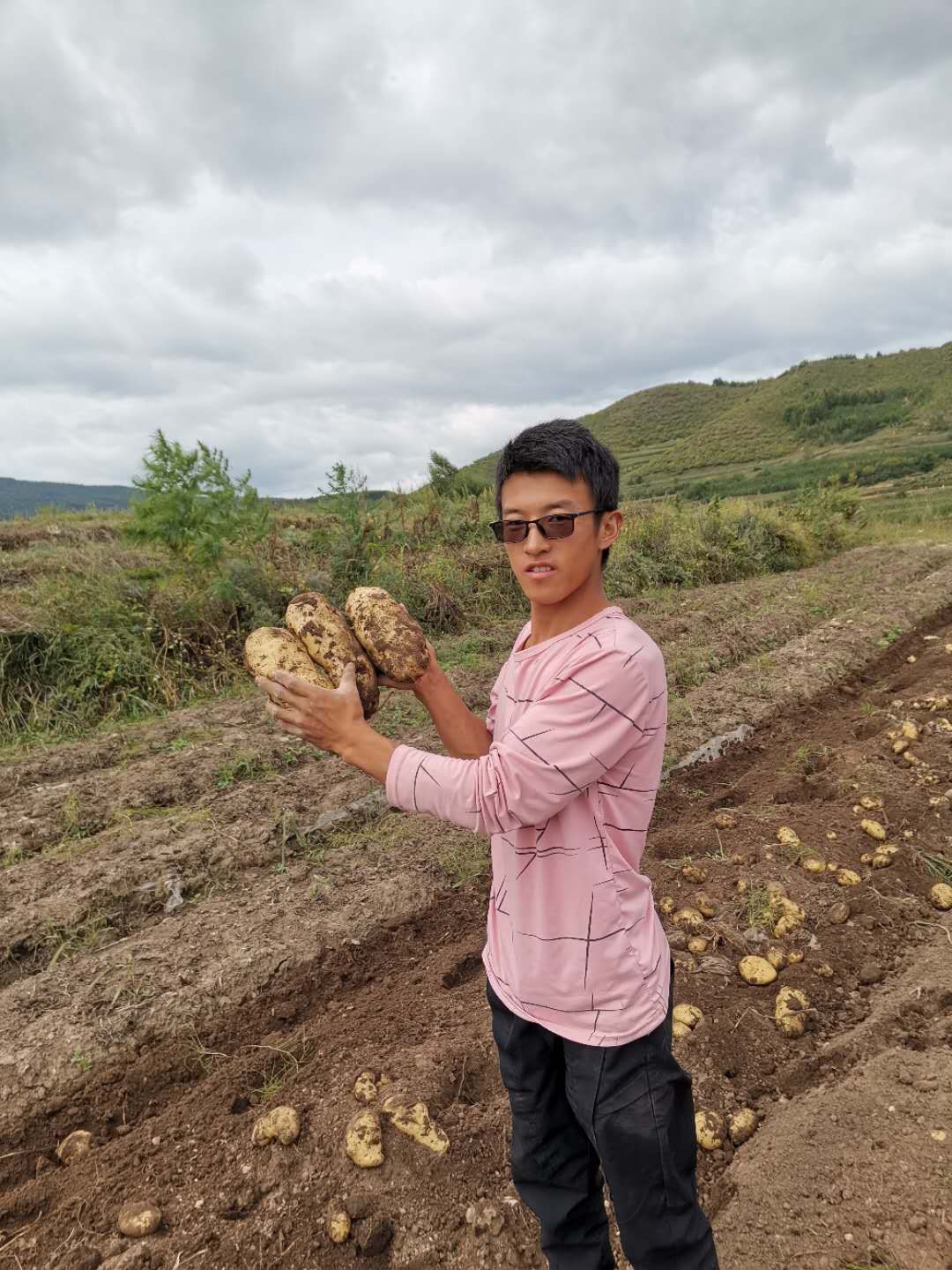 白心226土豆  质量优良 大量供应 诚信为本