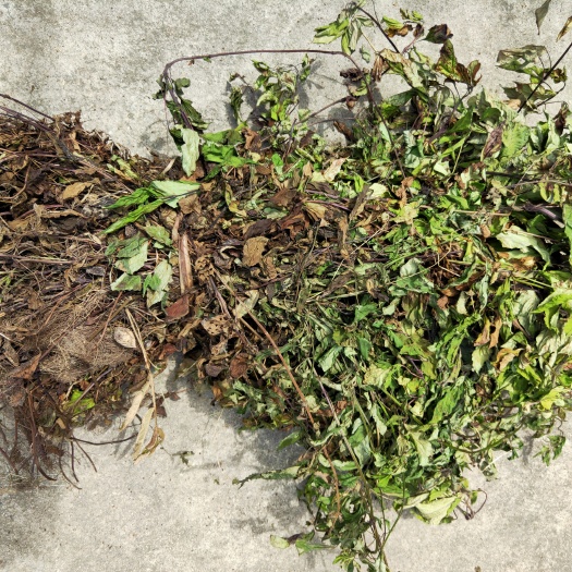 商城县石见穿大别山天然采挖整棵切段自然晒干批发零售均可