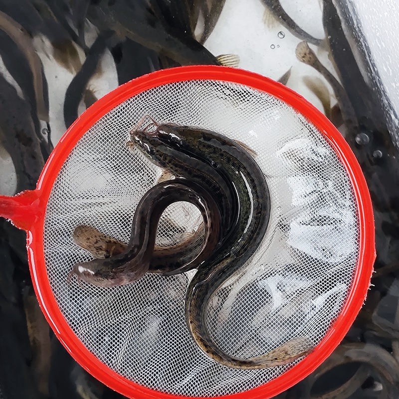 大量供应各种淡水鱼苗