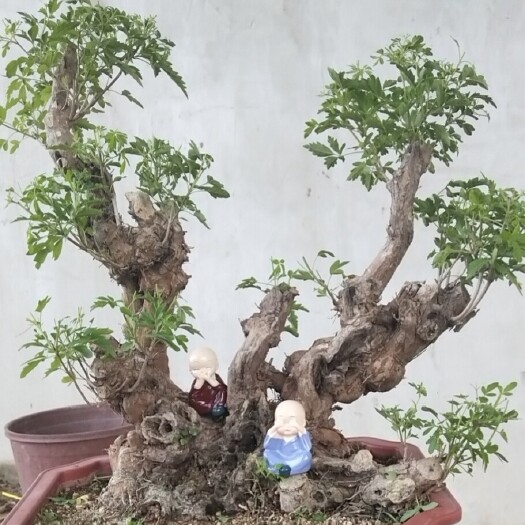 昌黎县黄荆桩 黄荆盆景批发基地