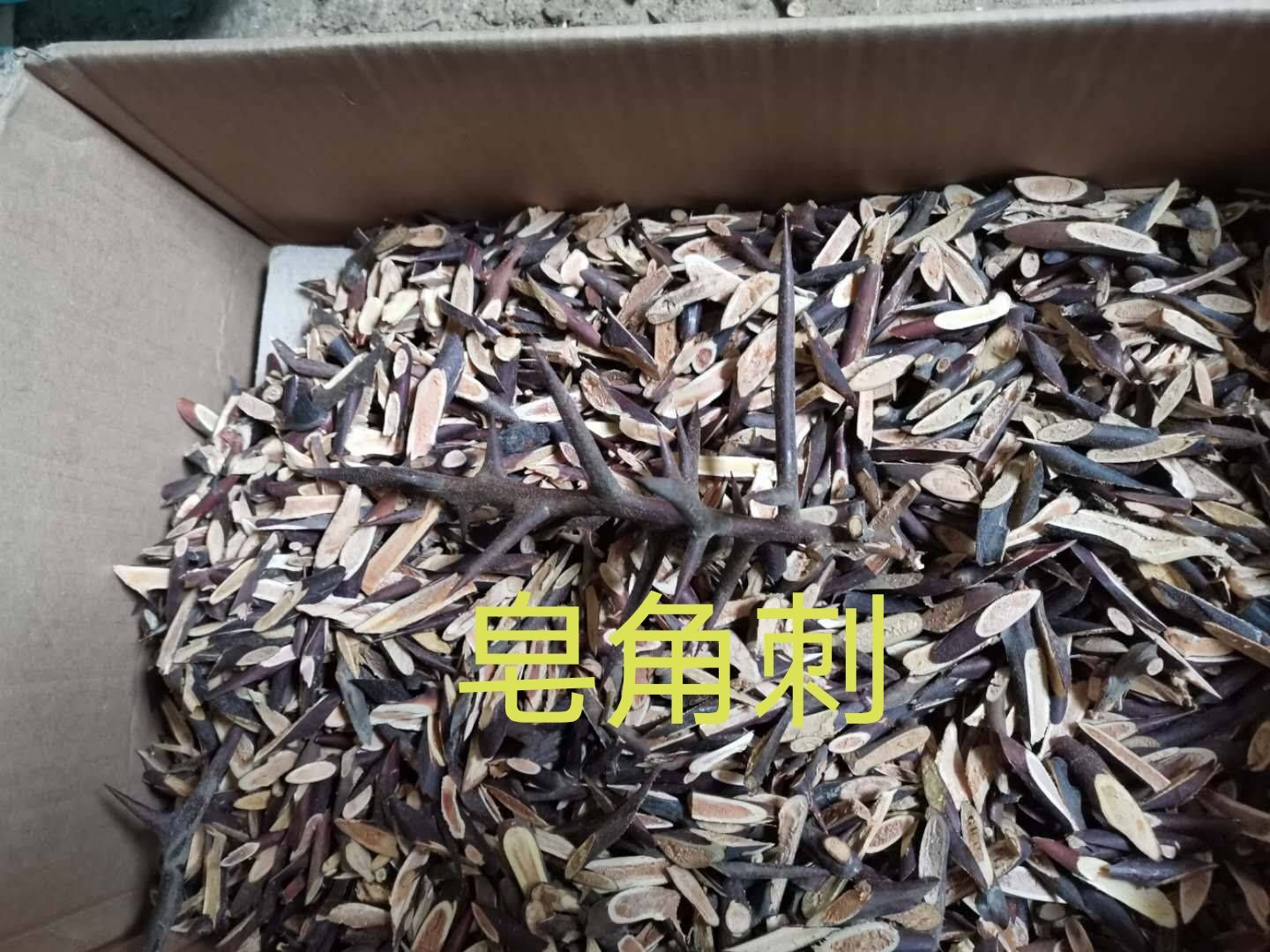 大量供应14公分精品皂角树