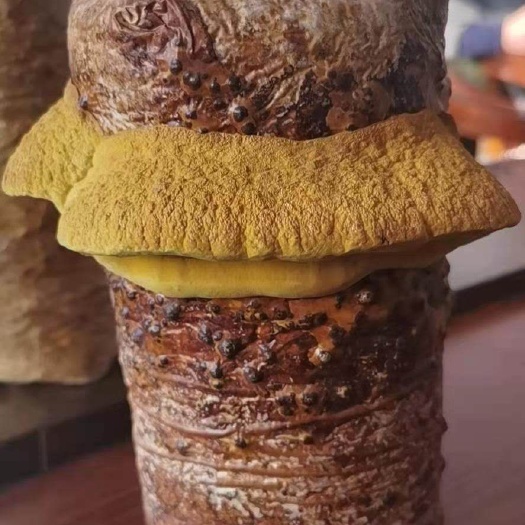 西峡县 桑黄菌种
