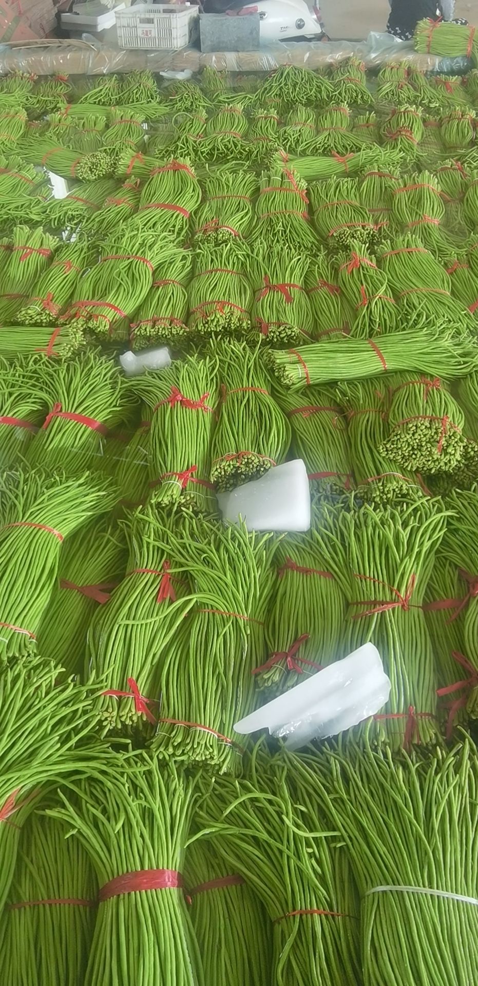 长豇豆  万亩长豆角，万亩基地，，大量有货，