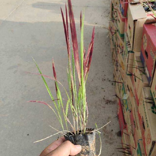 青州市日本血草 血草