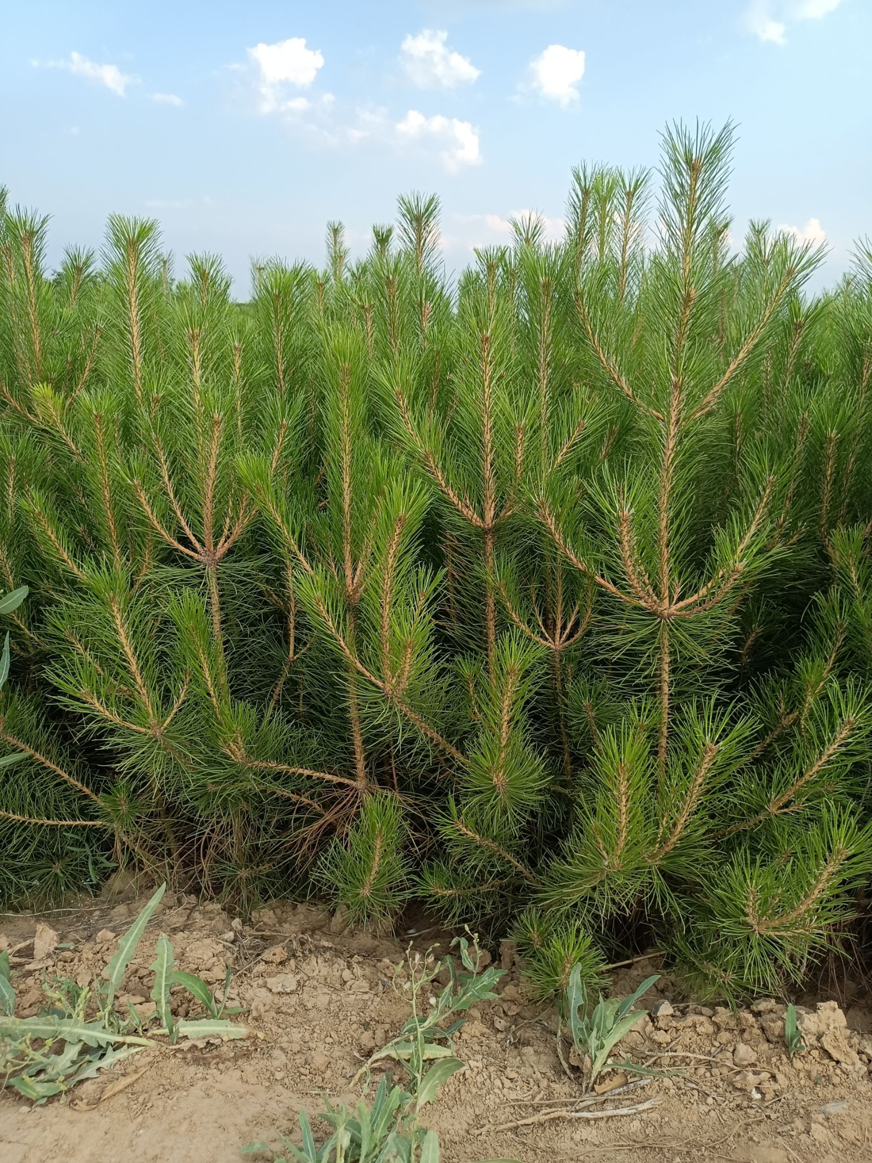 油松杯苗一手货源量大从优