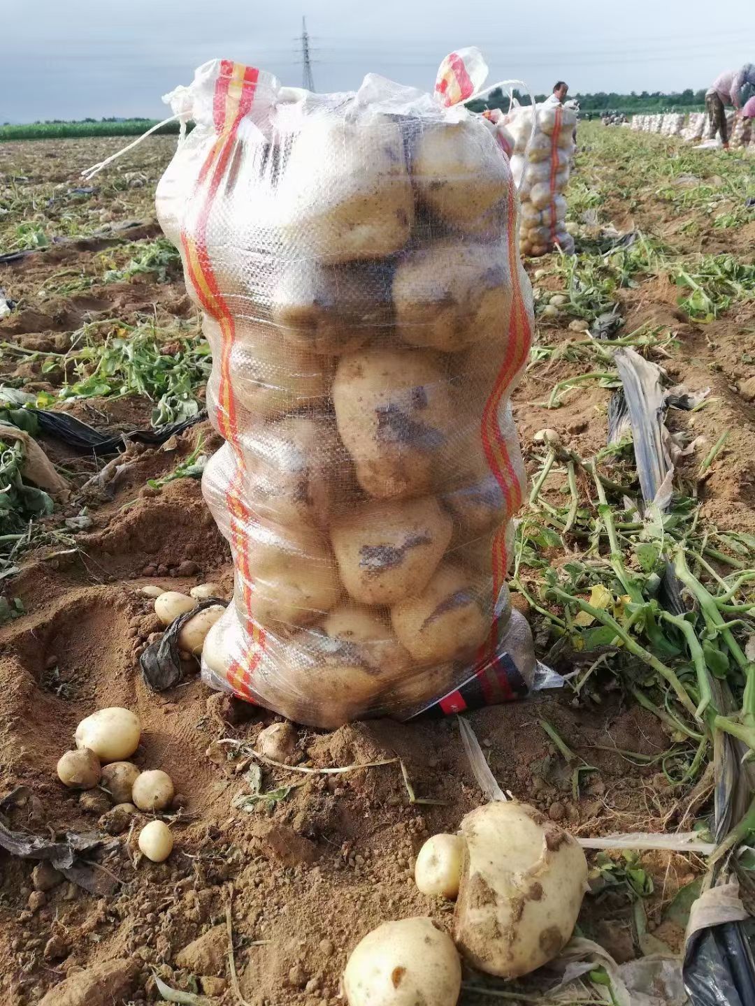 实验一号，黄心土豆大量上市了个头大皮毛亮暑型正无青头货源充足