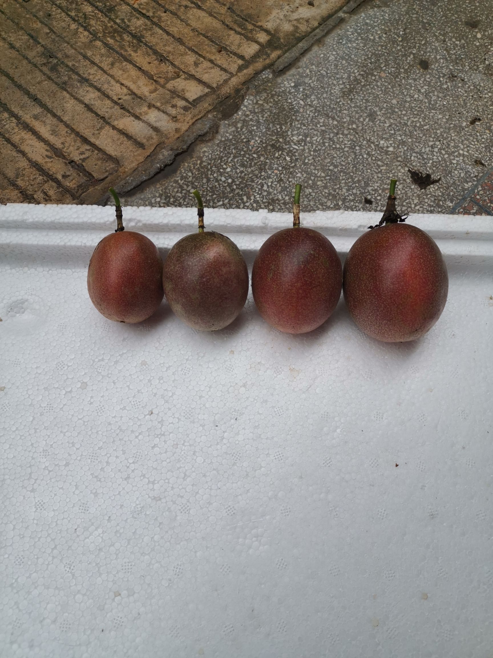 台农一号百香果  赣南寻乌鲜又多特级百香果