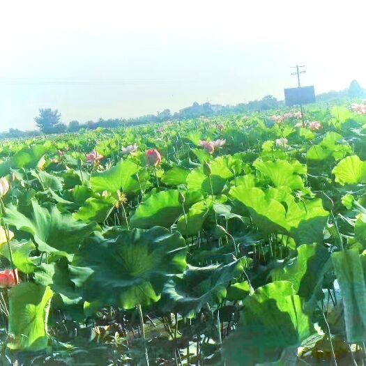芜湖大量水果莲蓬供应   有意者联系