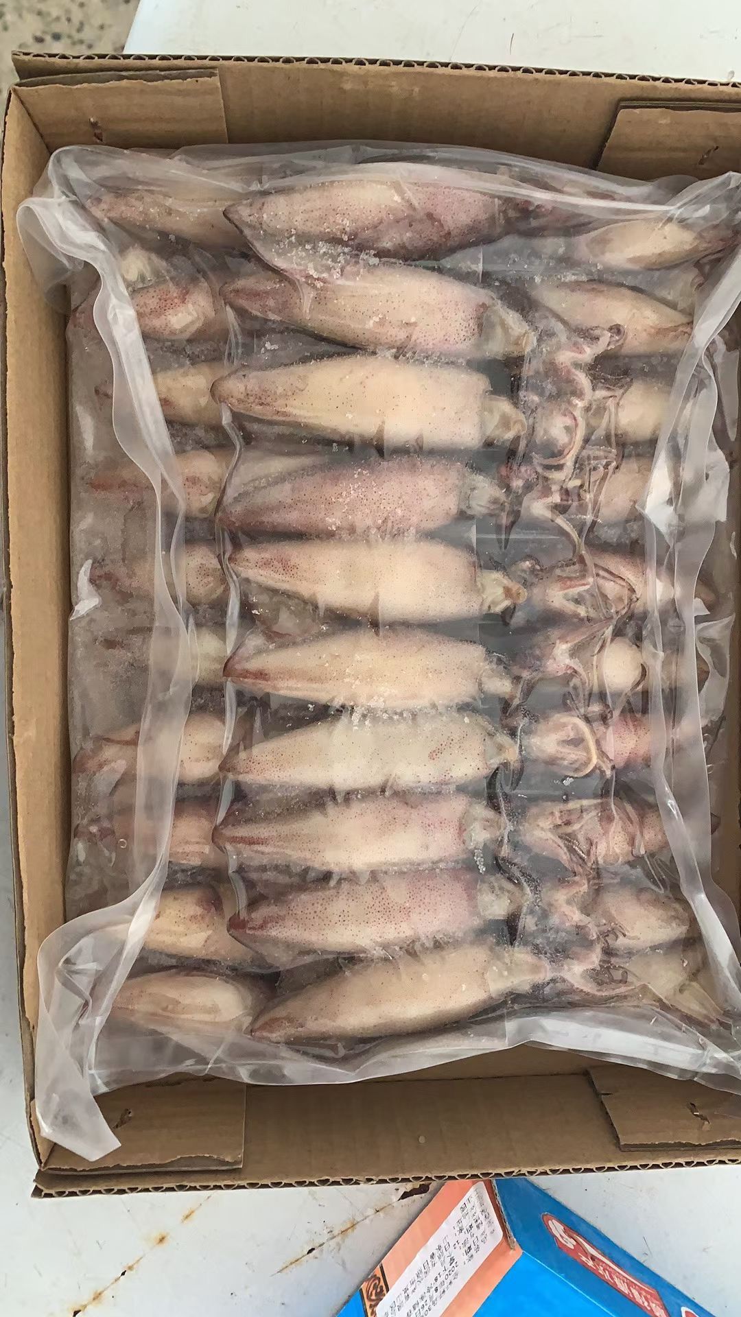 满籽海兔全籽籽乌大小墨鱼仔笔管鱼全籽乌贼海兔子