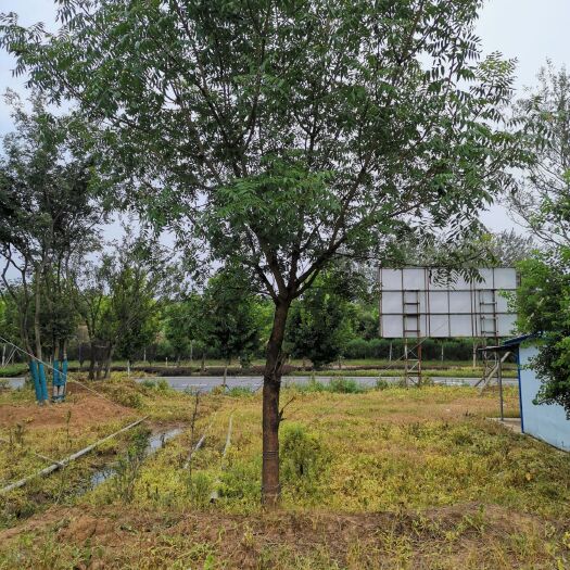 南京黄连木价格，黄连木10-50公分大量出售