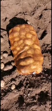 白心226土豆  质量优良 大量供应 诚信为本