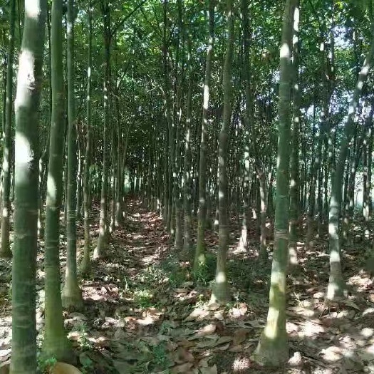 湛江独杆发财树 5-8分步步高，发财树